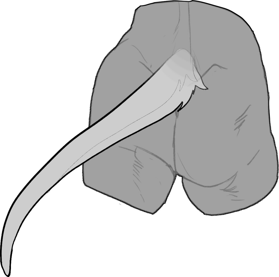 Regular — Tail Size