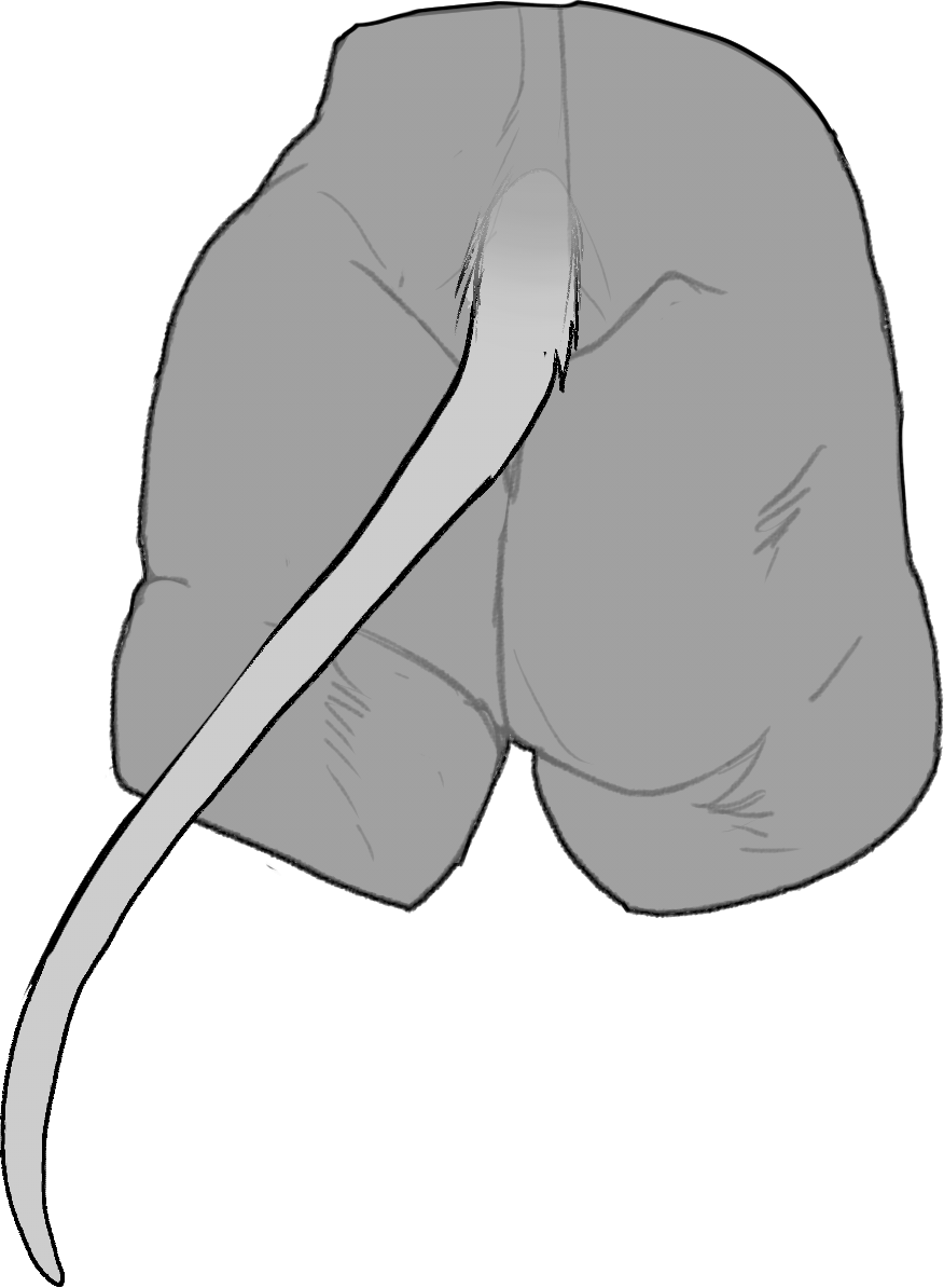 Thin — Tail Type