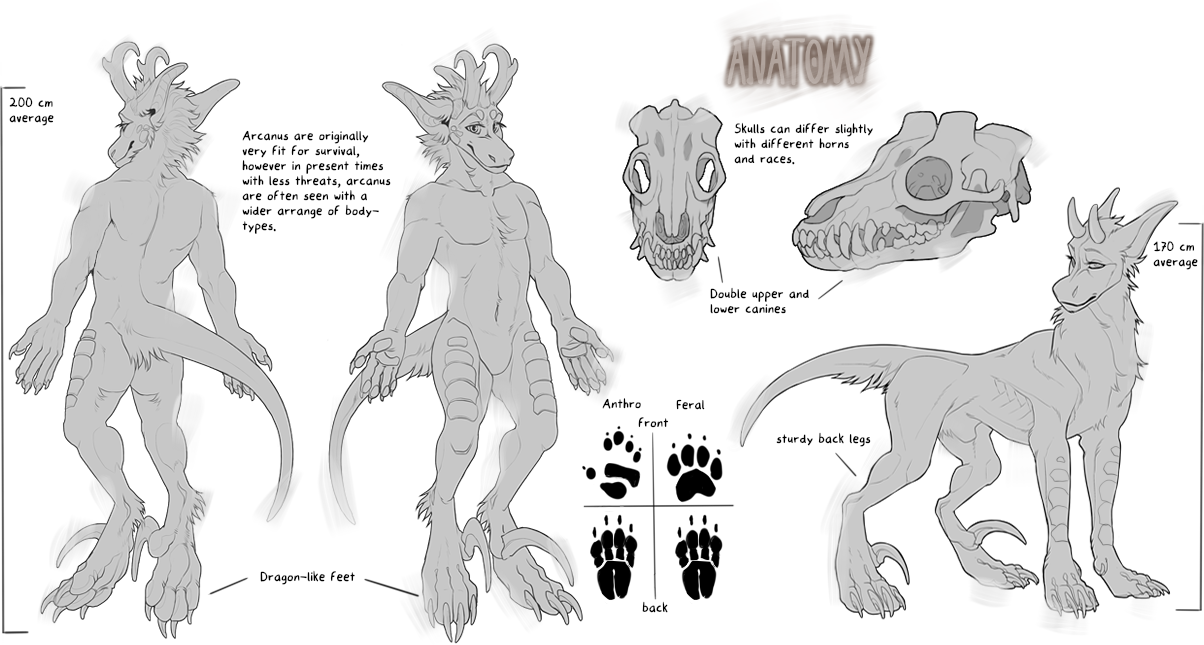 Plate III · Anatomy — proportions, skulls, paws, examples