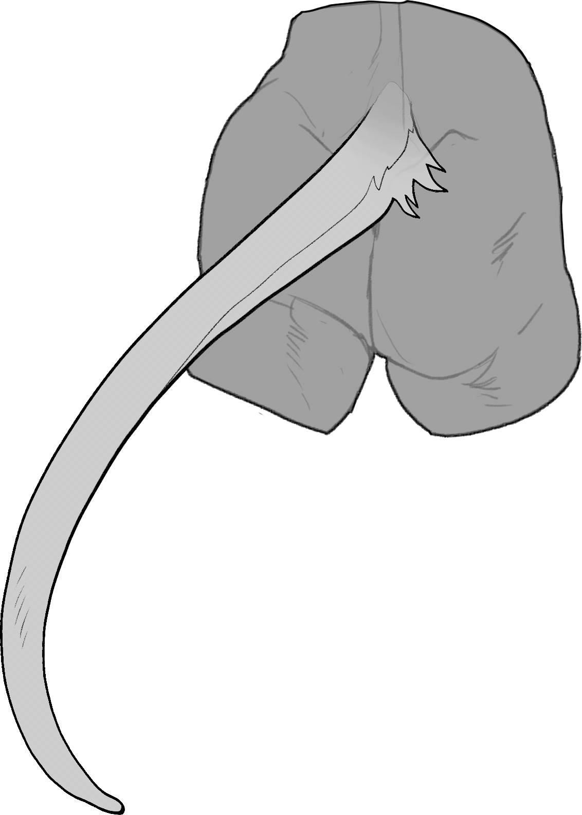 Long — Tail Size
